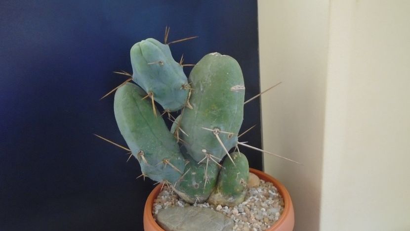 Trichocereus bridgesii f. monstruosus - Cactusi 2020 final de an