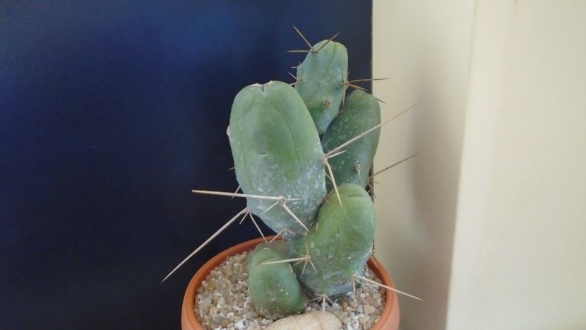 Trichocereus bridgesii f. monstruosus - Cactusi 2020 final de an
