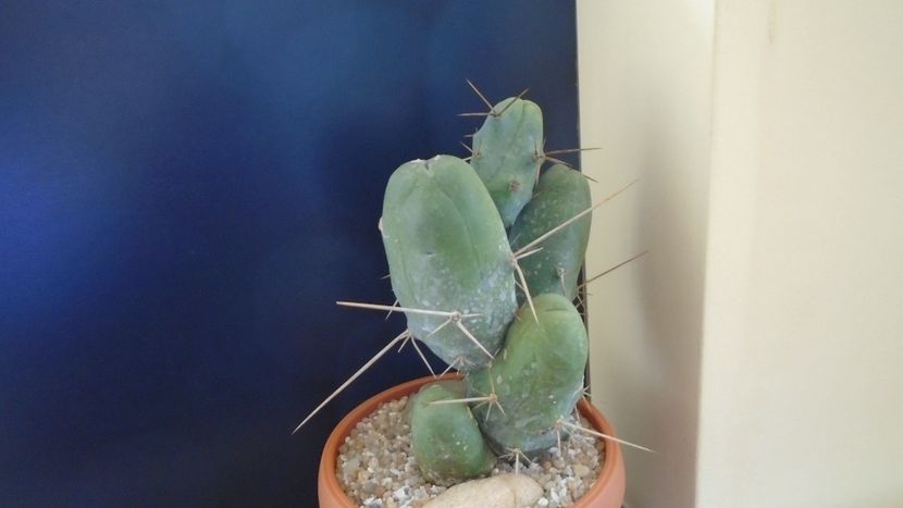 Trichocereus bridgesii f. monstruosus - Cactusi 2020 final de an