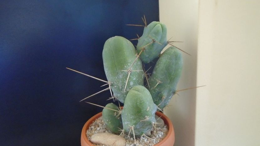 Trichocereus bridgesii f. monstruosus - Cactusi 2020 final de an