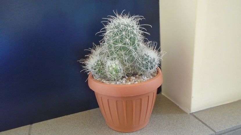 Cochemiea pondii ssp. setispina - Cactusi 2020 final de an