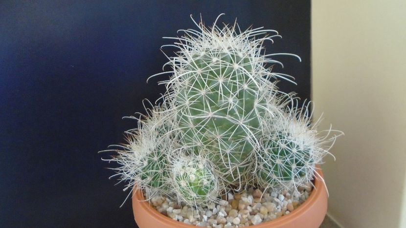 Cochemiea pondii ssp. setispina - Cactusi 2020 final de an