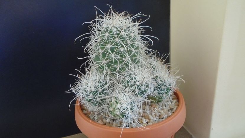 Cochemiea pondii ssp. setispina - Cactusi 2020 final de an
