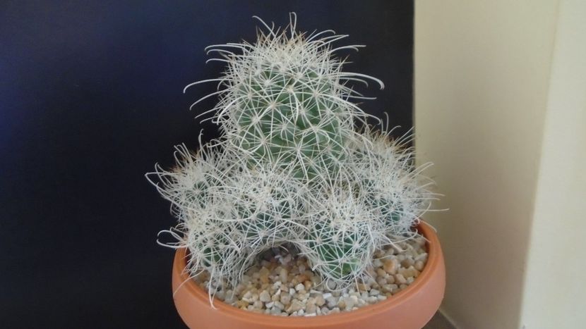 Cochemiea pondii ssp. setispina - Cactusi 2020 final de an