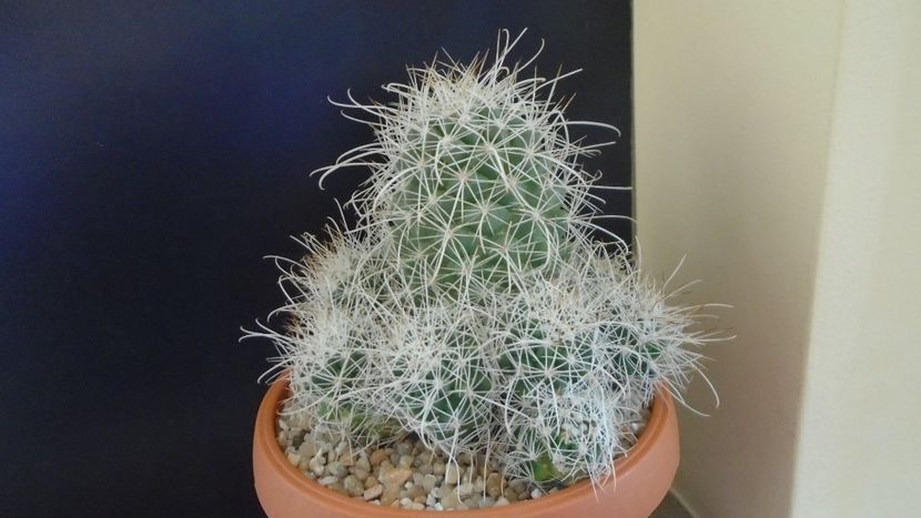 Cochemiea pondii ssp. setispina - Cactusi 2020 final de an