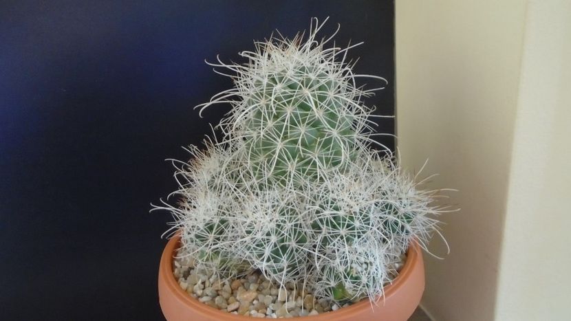 Cochemiea pondii ssp. setispina - Cactusi 2020 final de an