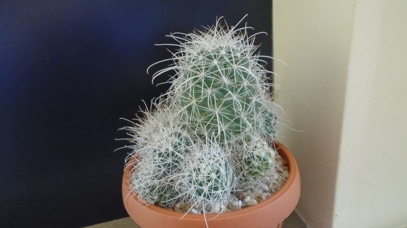 Cochemiea pondii ssp. setispina - Cactusi 2020 final de an