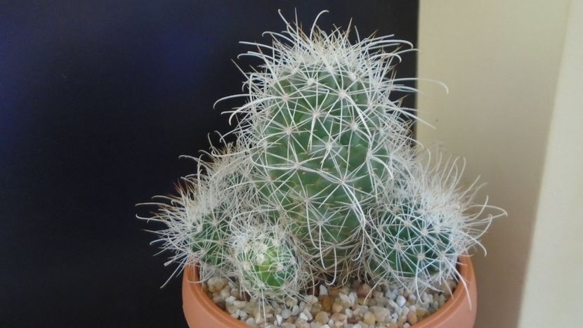 Cochemiea pondii ssp. setispina - Cactusi 2020 final de an