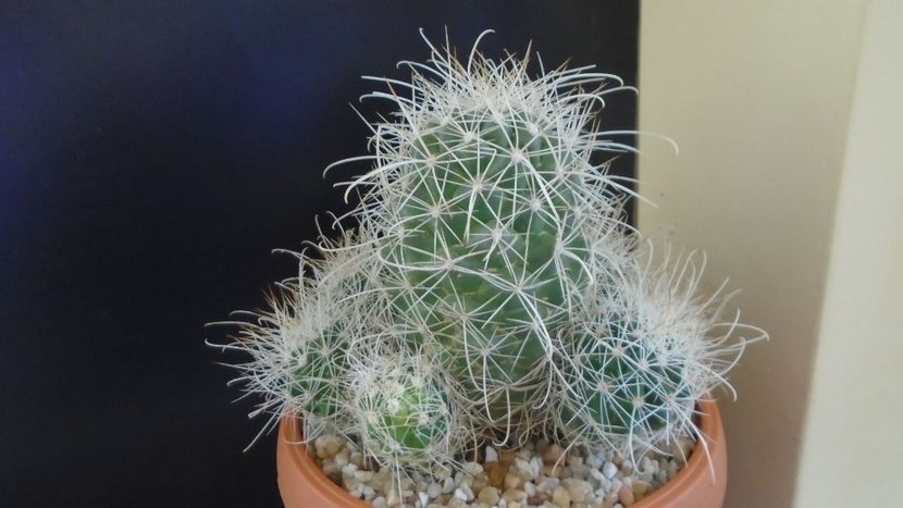 Cochemiea pondii ssp. setispina - Cactusi 2020 final de an