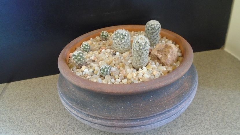 Grup de 7 Pediocactus - Cactusi 2020 final de an