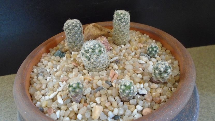 Grup de 7 Pediocactus - Cactusi 2020 final de an