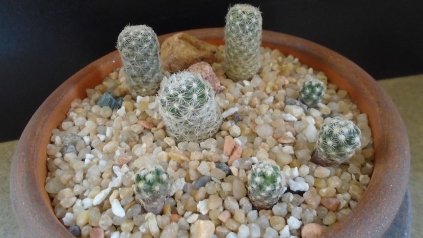 Grup de 7 Pediocactus - Cactusi 2020 final de an