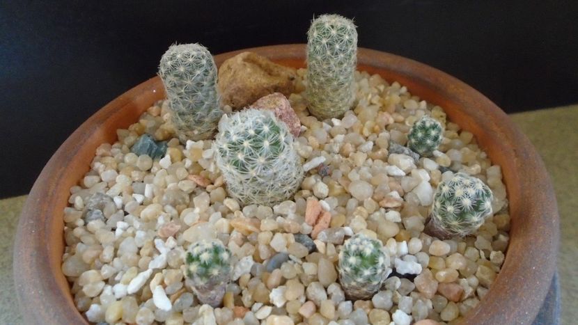 Grup de 7 Pediocactus - Cactusi 2020 final de an