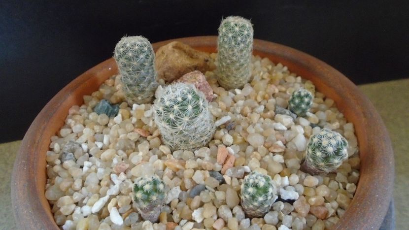 Grup de 7 Pediocactus - Cactusi 2020 final de an