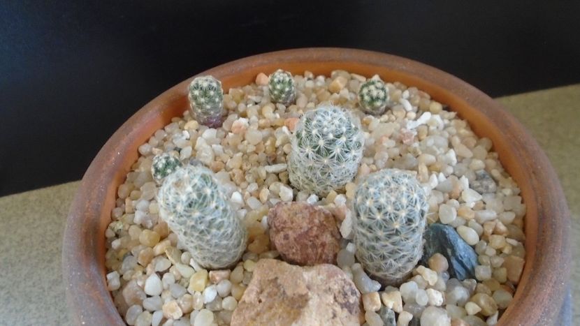 Grup de 7 Pediocactus - Cactusi 2020 final de an