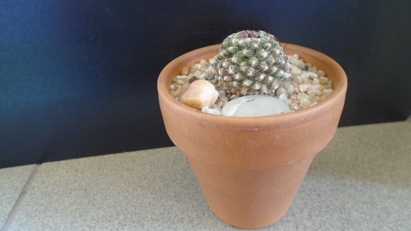 Pediocactus knowltonii - Cactusi 2020 final de an