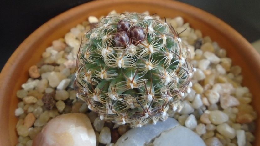 Pediocactus knowltonii - Cactusi 2020 final de an