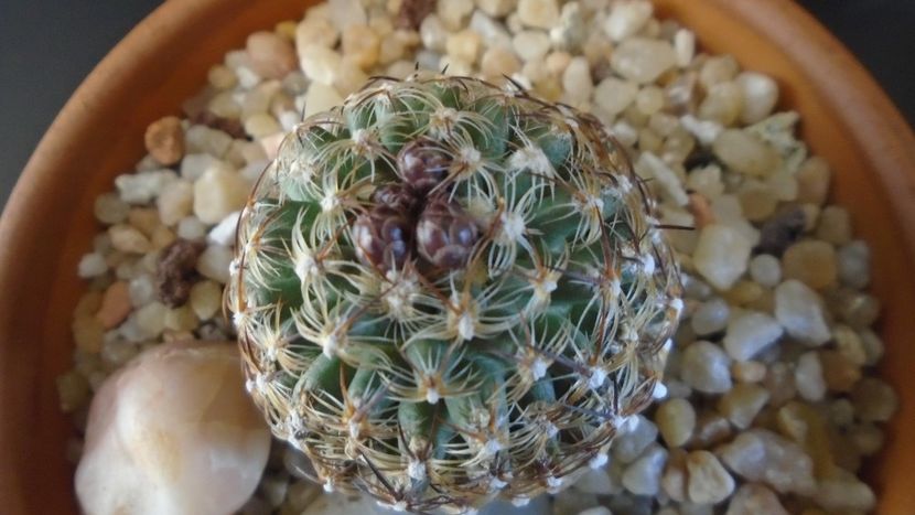 Pediocactus knowltonii - Cactusi 2020 final de an