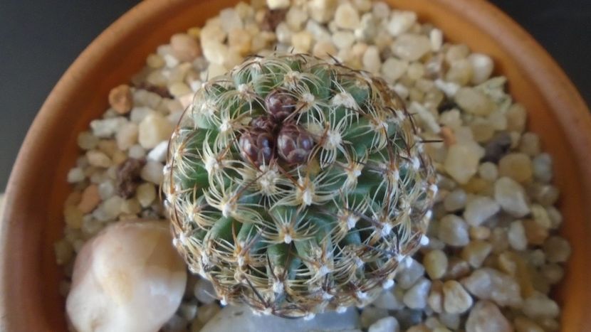 Pediocactus knowltonii - Cactusi 2020 final de an