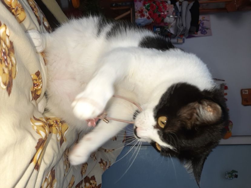  - Pisicii mei in martie 2021