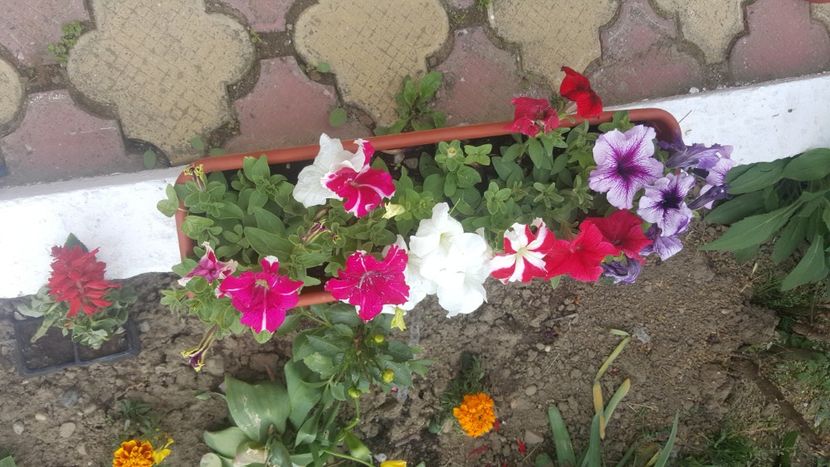  - flori din gradina