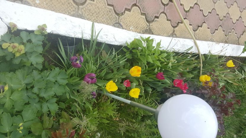  - flori din gradina