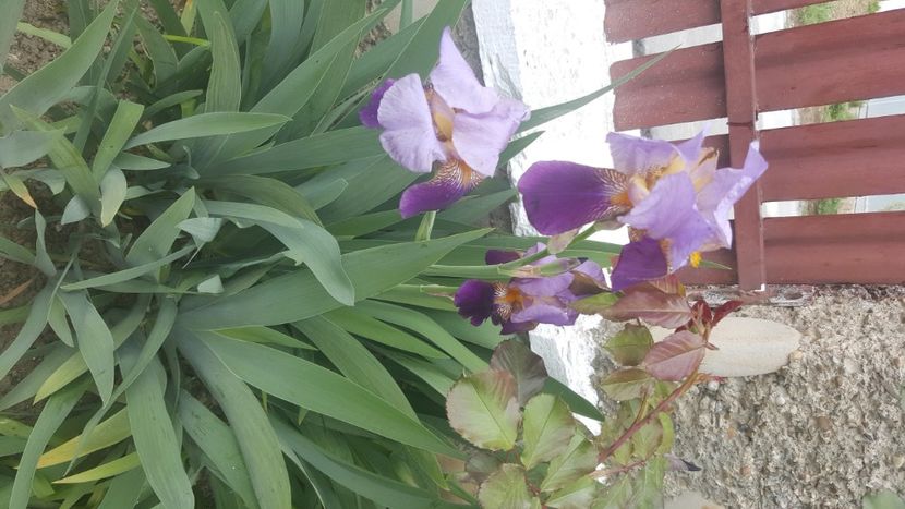  - flori din gradina