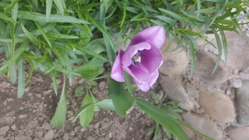  - flori din gradina