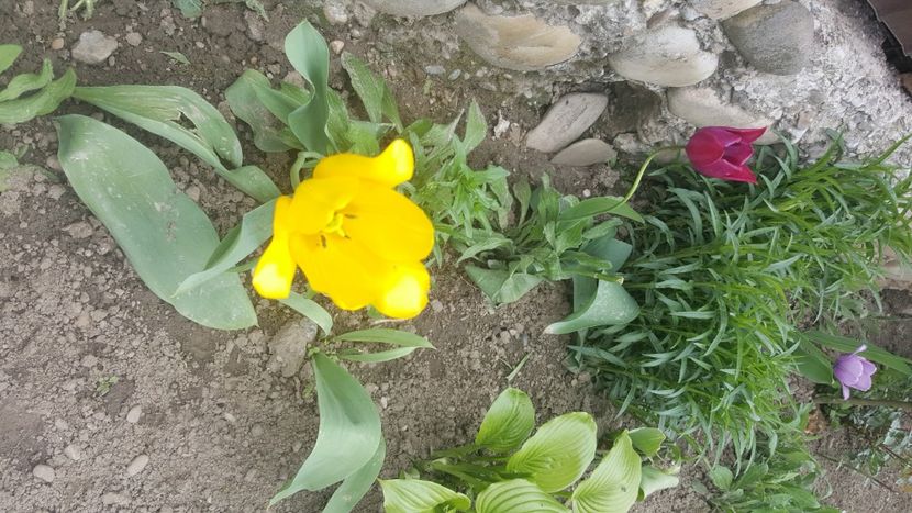  - flori din gradina