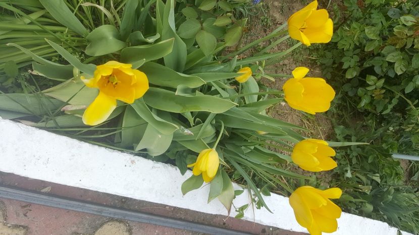  - flori din gradina