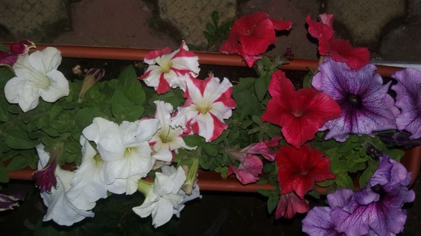  - flori din gradina