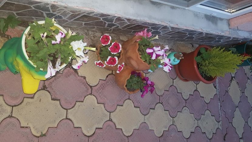 - flori din gradina