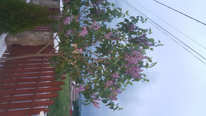  - flori din gradina