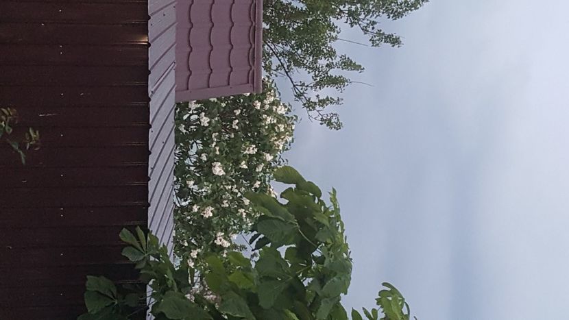  - flori din gradina