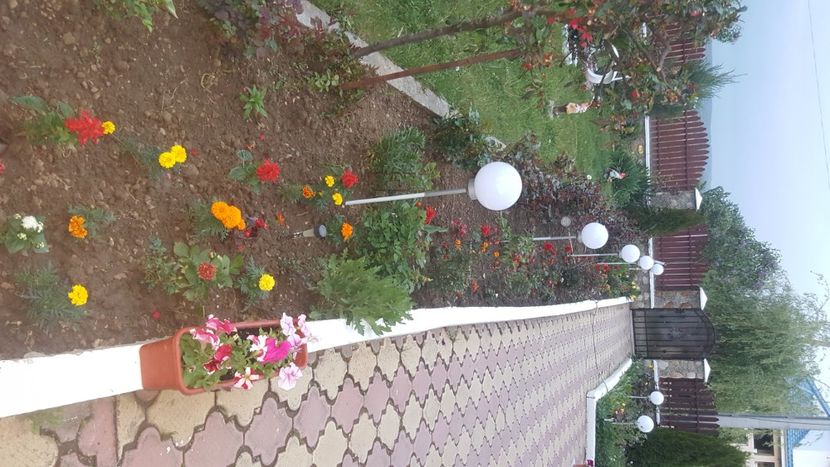  - flori din gradina