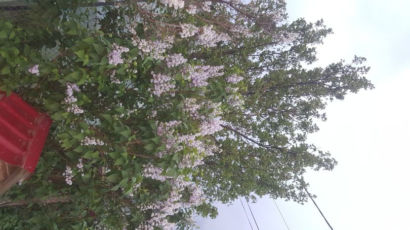  - flori din gradina