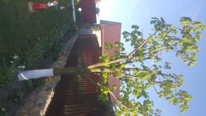  - flori din gradina