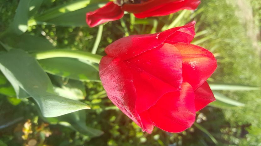  - flori din gradina