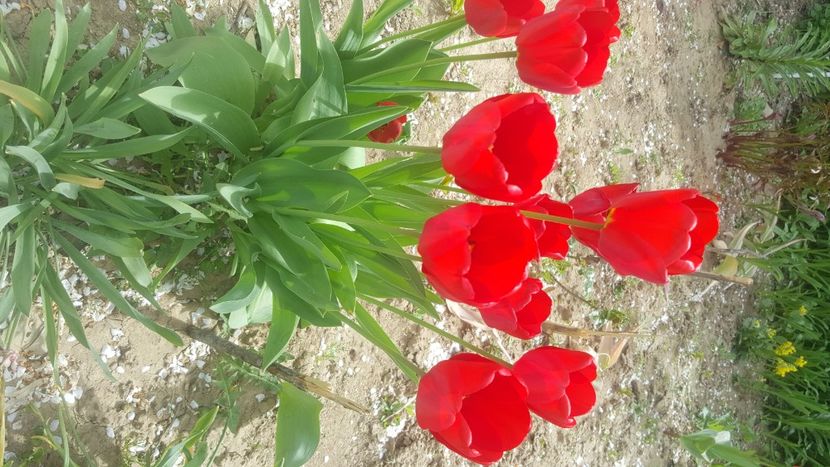  - flori din gradina