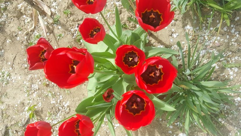  - flori din gradina