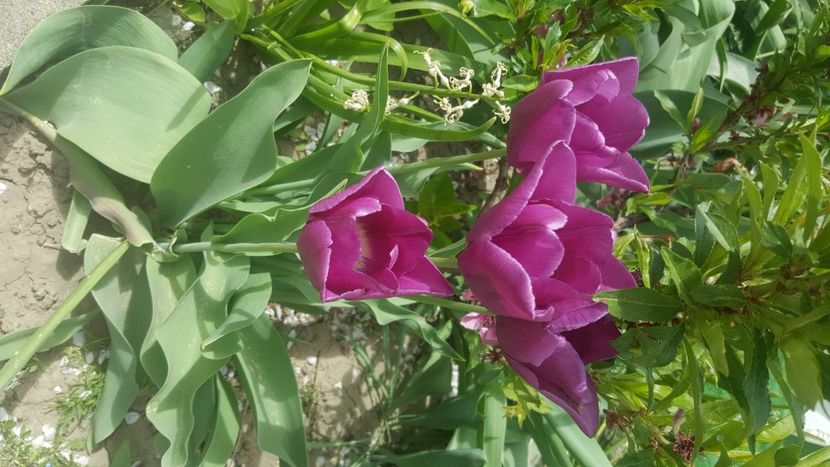  - flori din gradina
