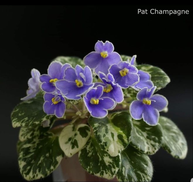 Poza net - Pat Champagne