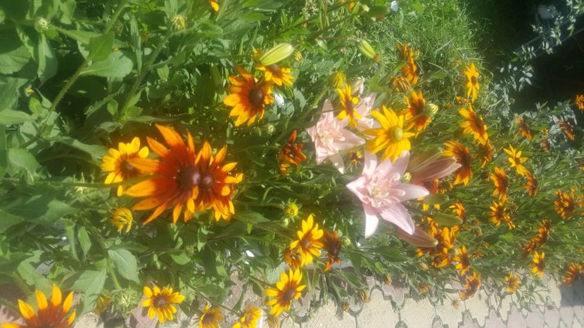 - flori din gradina
