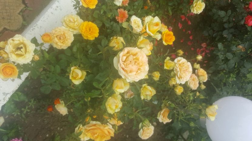  - flori din gradina