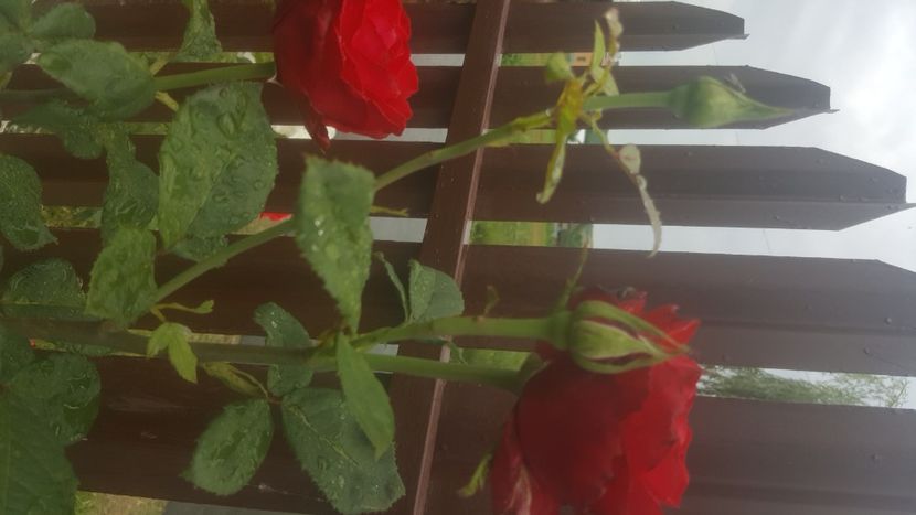  - flori din gradina