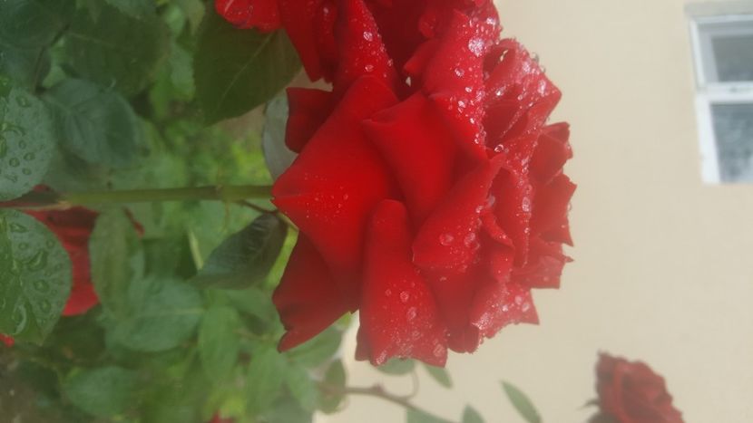  - flori din gradina