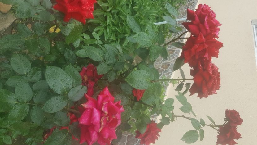  - flori din gradina
