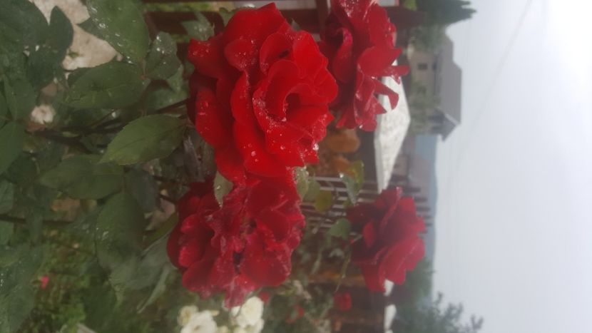  - flori din gradina