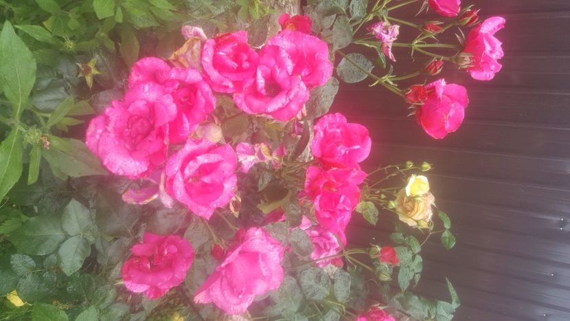  - flori din gradina