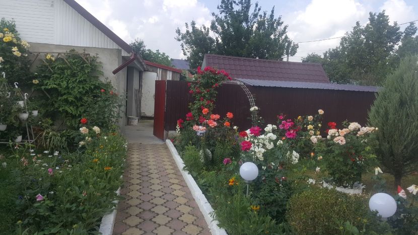  - flori din gradina